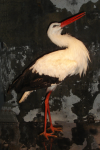 Weißstorch